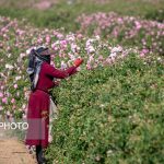 پیش‌بینی برداشت ۸۳۰ تن گل محمدی از باغات قم