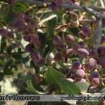 باغداران قمی برداشت محصول خود را آغاز کرده اند