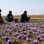 برداشت ۱۹۰ کیلو زعفران از زمین‌های کشاورزی استان قم