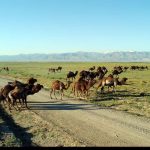 ۲۰۰ خانوار در قم به کار پرورش شتر مشغول هستند