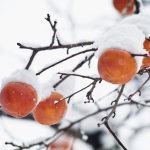 مقابله با سرمازدگی در باغ ها