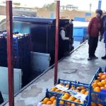 عرضه میوه تنظیم بازار و وفور نعمت در قم