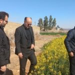 نظارت میدانی بر مزارع استراتژیک قم؛ گامی بلند در مسیر خودکفایی و تولید بذور باکیفیت