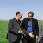 بازدید معاون بهبود تولیدات گیاهی از وضعیت مزارع جو رقم فورتونا
