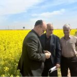 بازدید معاون بهبود تولیدات گیاهی از مزارع کلزا و غلات؛ ارائه توصیه‌های فنی در راستای افزایش تولید