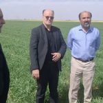گام بلند قم برای تولید بذر؛ بازدید معاون جهاد کشاورزی سازمان از مزارع تکثیری بنیاد شهید ‌