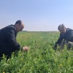 ارزیابی میدانی مزارع غلات و کلزای دهستان قمرود؛ وضعیت مزارع مطلوب ارزیابی شد ‌