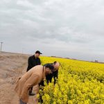 بازدید از مزارع غلات و کلزای قم و جعفرآباد ‌