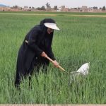 پایش مستمر مزارع در روزهای آغازین سال؛ شبکه مراقبت از مزارع کلزا و غلات قم بازدید کرد