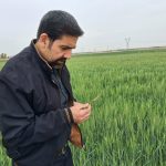 پایش مزارع قم درایام تعطیلات؛ نظارت میدانی جهاد کشاورزی بر سلامت محصولات راهبردی
