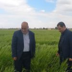 بازدید نمایندگان سازمان جهاد کشاورزی قم از شرکت مکانیزاسیون مرکز قنوات و مزارع غلات و کلزا ‌