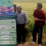 توسعه کشت‌های صنعتی در قم؛ معرفی رقم جدید جو «فورتانا» به کشاورزان محور کاشان ‌
