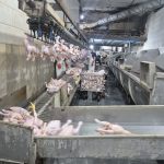 بازدیدهای مستمر و سختگیرانه بازرسان تنظیم بازار جهاد کشاورزی قم از کشتارگاه مرغ استان