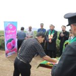 طنین عطر رضوی در آیین شکرانه برداشت گل محمدی شهرستان جعفرآباد ‌