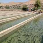 نخستین محموله قزل‌آلای تولید قم به جمهوری آذربایجان صادر شد