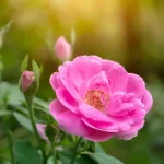 گل محمدی الگویی مناسب برای کویر