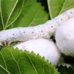 آغاز توزیع تخم نوغان یارانه‌ای در قم؛ حمایت ۹۶ درصدی دولت از صنعت ابریشم ‌