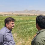 سنجش عیار تولید در گندم‌زارهای سلفچگان ‌
