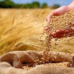 آغاز خرید تضمینی گندم در قم