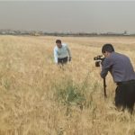 نبض مزارع قم در فصل برداشت طلای سبز؛ تجلیل از همت کشاورزان در سال زراعی جاری