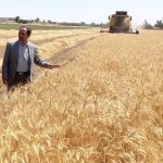بازدید رئیس سازمان جهاد کشاورزی از روند برداشت گندم در شهرستان قم