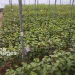 طرح توسعه و تجهیز گلخانه‌ها در قم با ۱۳۰ میلیارد تومان اعتبار اجرایی شد