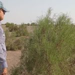 هوشیاری در برابر ملخ؛ پایش فعال کانون‌های آلوده در قم