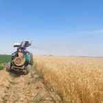 هوشیاری در برابر ملخ؛ پایش فعال کانون‌های آلوده در قم
