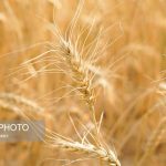 مبارزه با عوامل خسارت‌زا در بیش از ۱۵۰ هزار هکتار از اراضی استان قم