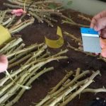 نوسازی باغات پسته قم با ارقام مقاوم به گرمایش زمین