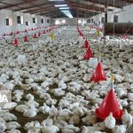 اجرای برنامه‌های حمایتی برای تداوم و افزایش تولید محصولات دامی در قم