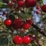 برداشت ۴۰۰ تن آلبالو در قم