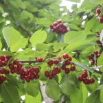 برداشت ۴۵ هزار تن محصولات باغی تابستانی در قم