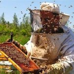 رشد ۶ درصدی تعداد کلنی‌های زنبور عسل در قم